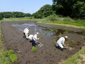 田植え